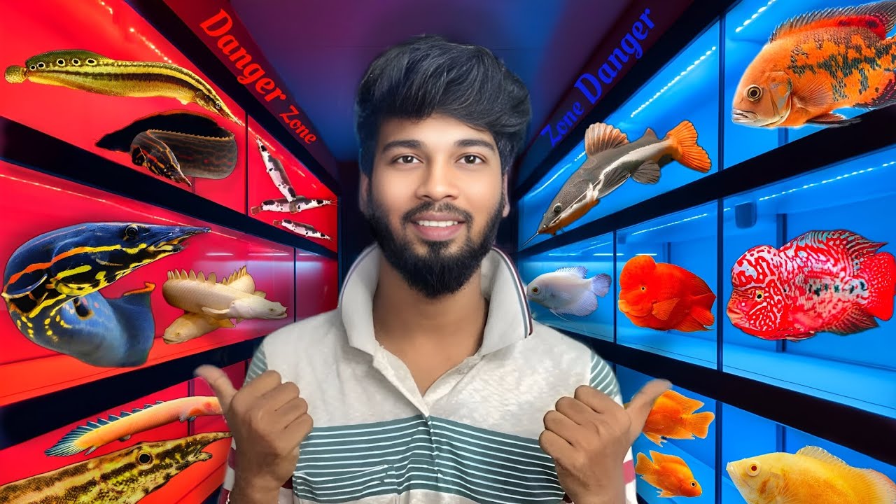 ⚠️ Aquarium Danger Zone – Are These Fish Too Risky? 😱 Chennai📍