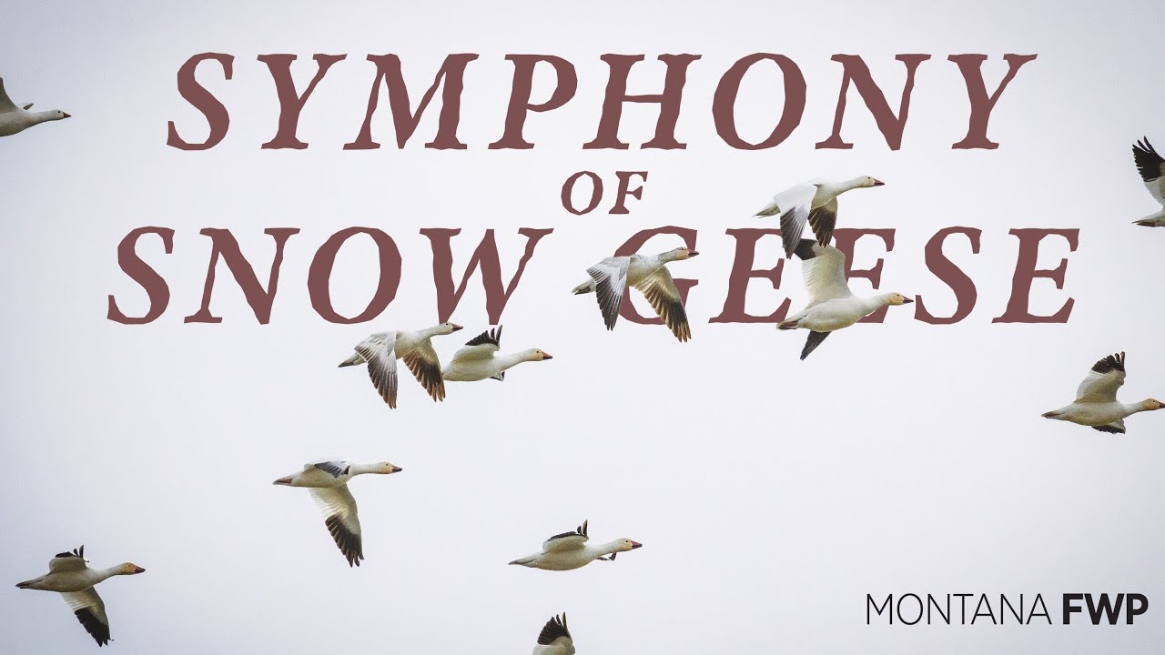 Snow Geese Migration to Freezout Lake Wildlife Management Area