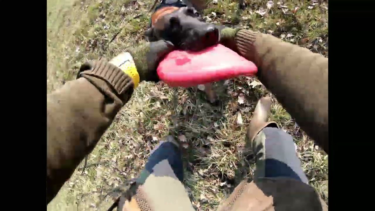 Kong Flyer test wytrzymałości (Durability Test)