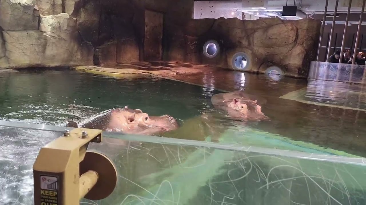 ฮิปโปโปเตมัสที่ Asahiyama Zoo ต้นมีนา 68