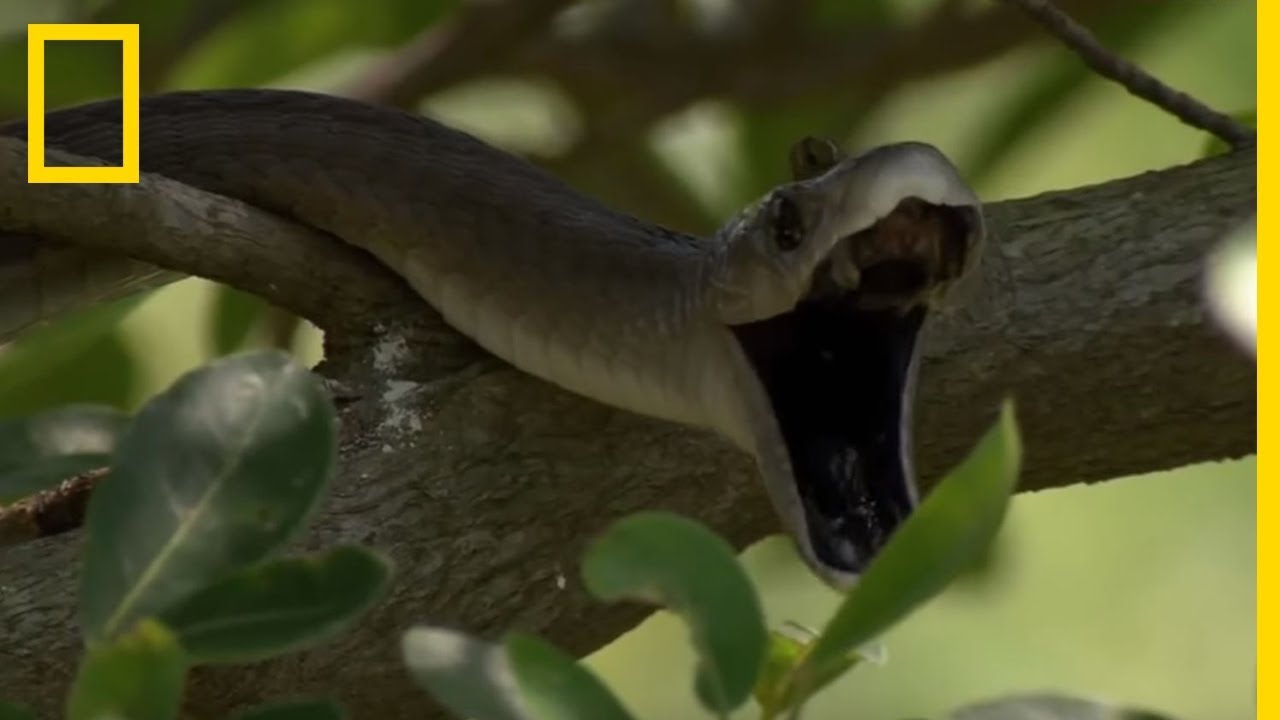 Le mamba noir, serpent le plus mortel au monde