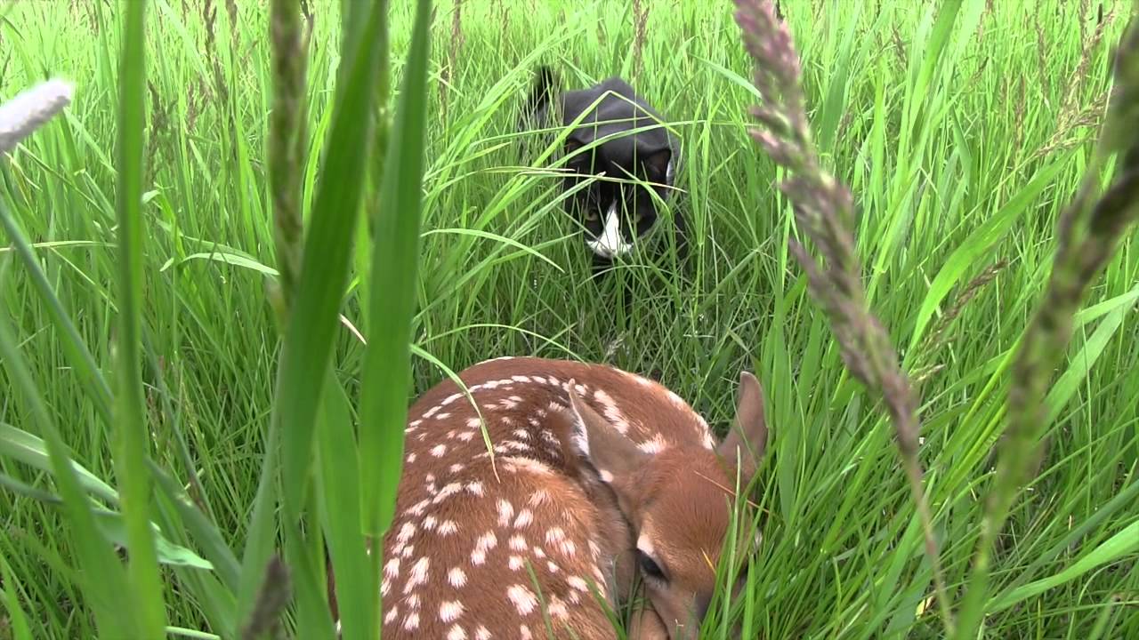 The Cat and the Fawn