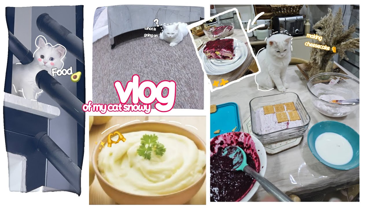 Daily vlog of my cat snowy 😺 (no voice)❌🔊 making cheesecake and more 🧀❣️