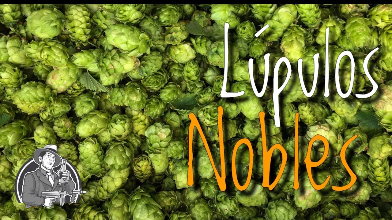 Lúpulos Nobles, todo lo que necesitas saber | Cerveza Artesanal | La Birra Nostra