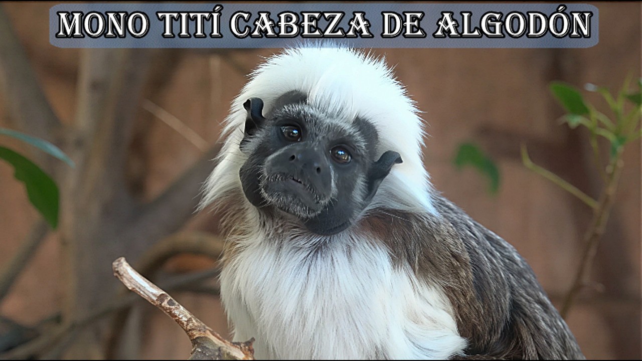 Mono tití cabeza de algodón.Tamarino algodonoso.