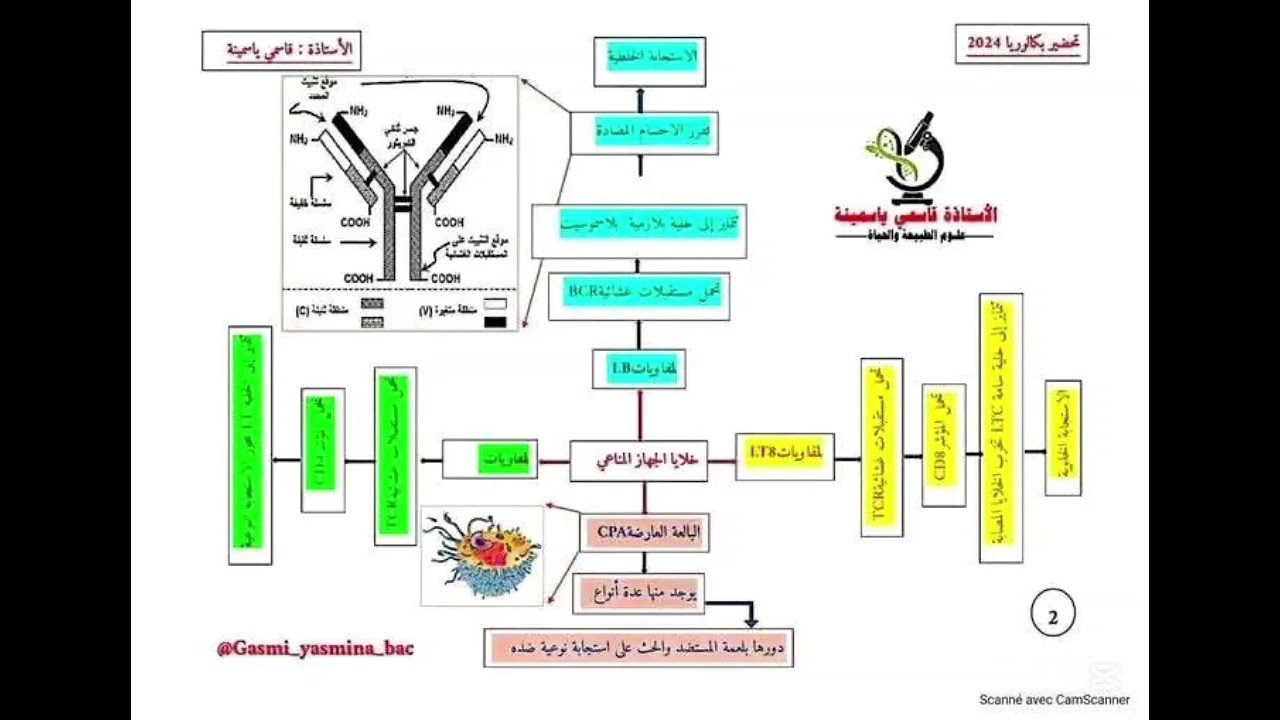 بعض الرسومات التخطيطية و المخططات التوضيحية حول المناعة الخلطية والخلوية 