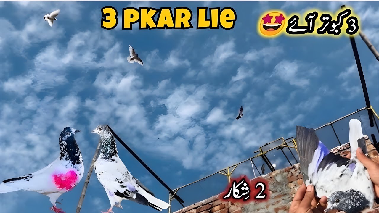 Aaj 3 Kabutar Chhat Pe Aae 😍 2 Pakar Liye 🥳 | Sheikhoo Pigeons Club