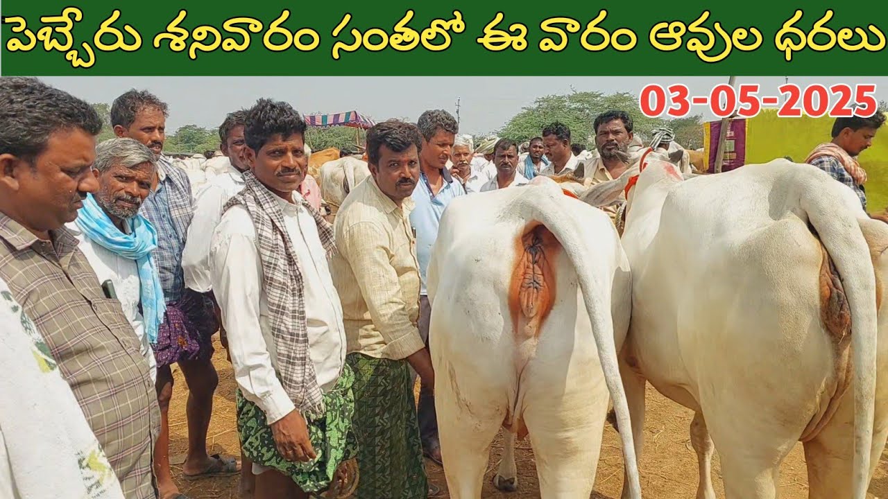 పెబ్బేరు శనివారం సంతలో ఈ వారం ఆవుల ధరలు | Pebbair cow market | cow prices | cow videos