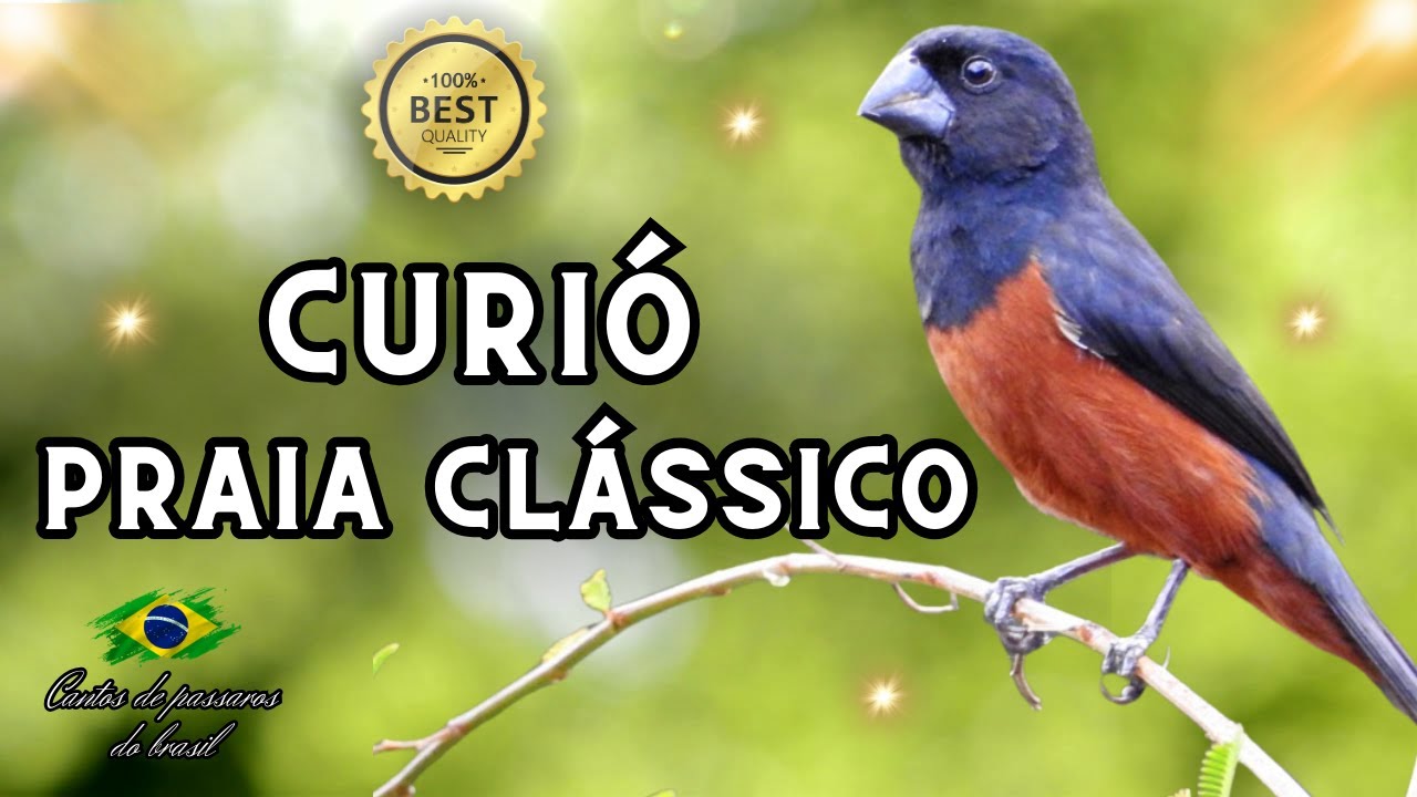 curió praia clássico !!!!