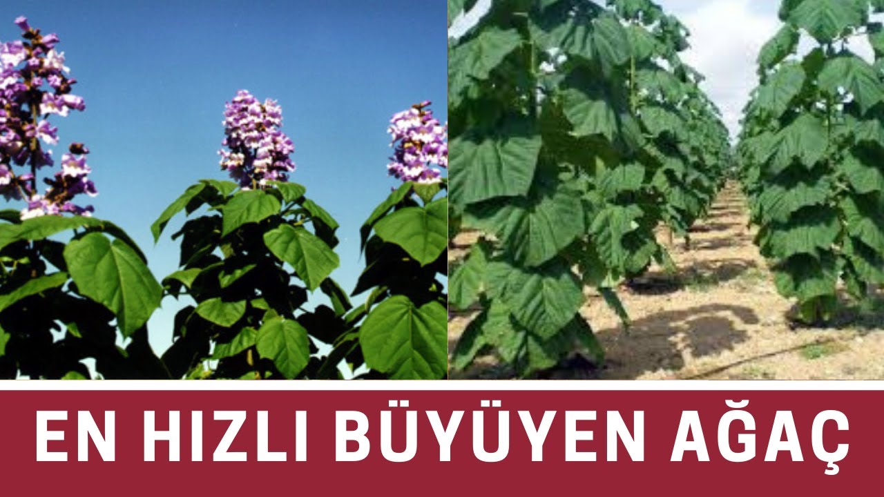 Dünya'nın en hızlı büyüyen ağacı PAULOWNİA