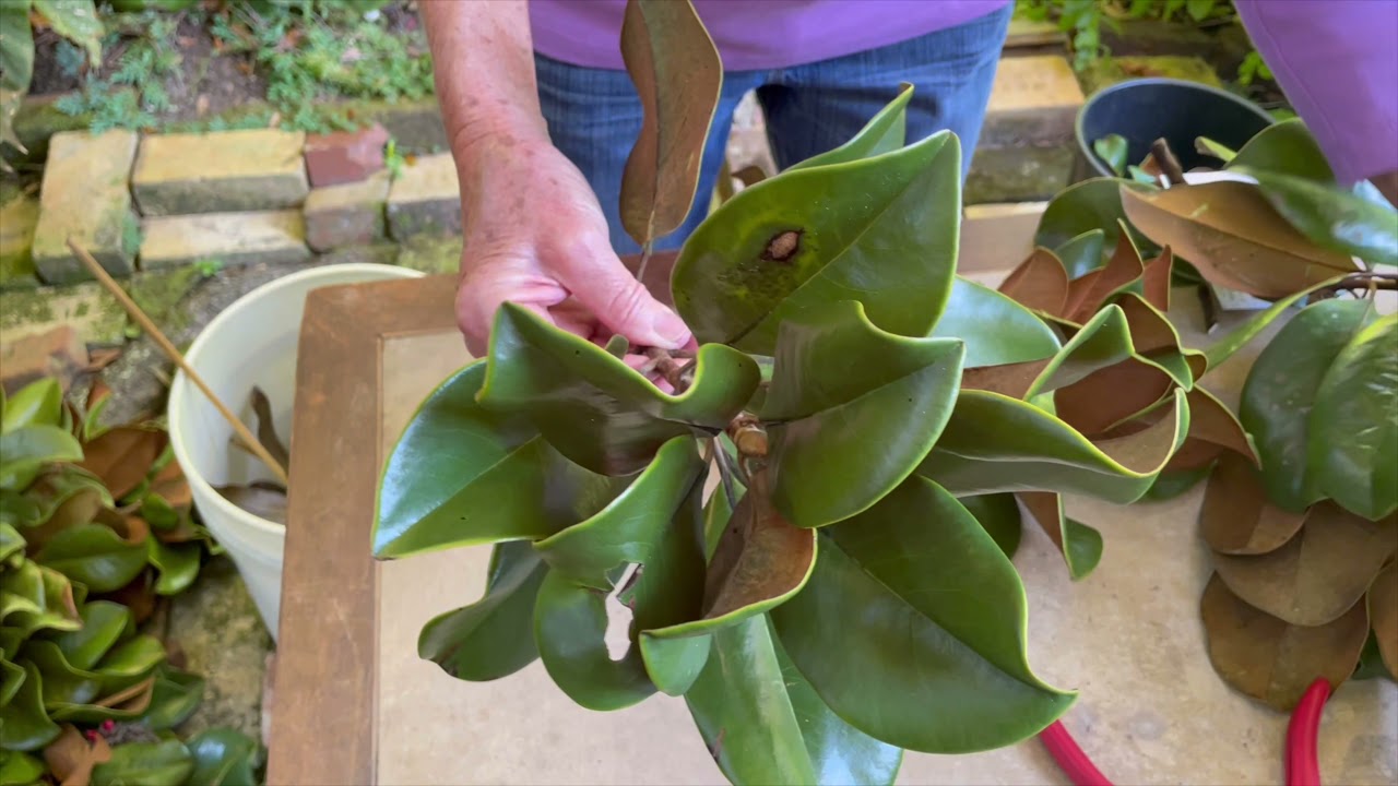 How to Make a Magnolia Garland