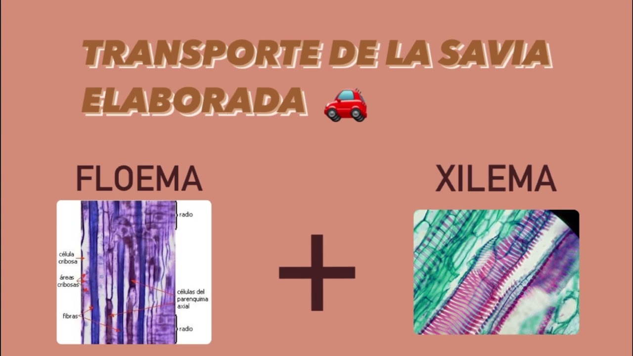 La circulación de la savia elaborada
