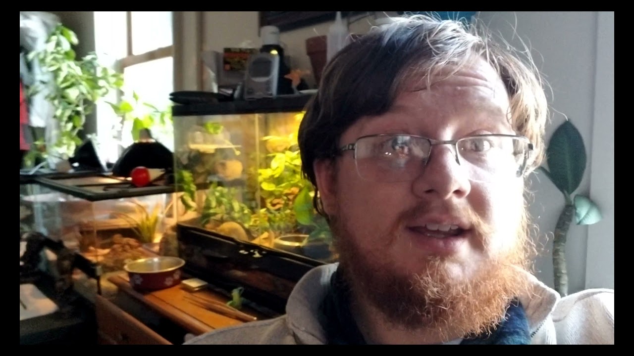 What to do when a bird hits your window