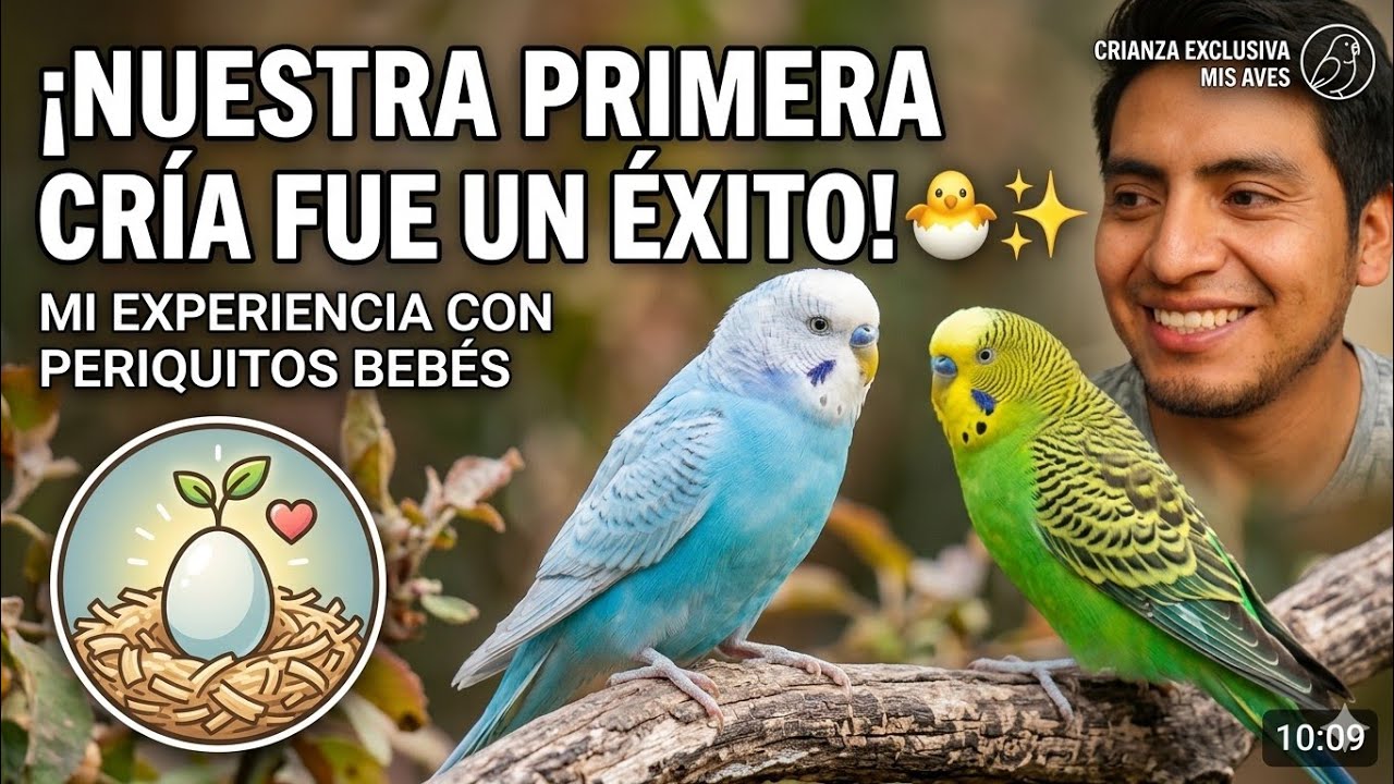 “¡Mira cómo crecieron mis periquitos bebés!”