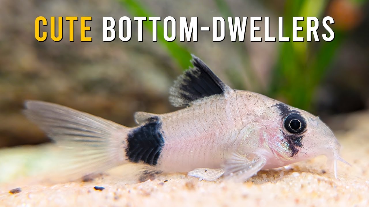 Panda Corydoras Took Over My Community Aquarium And I'm OBSESSED!