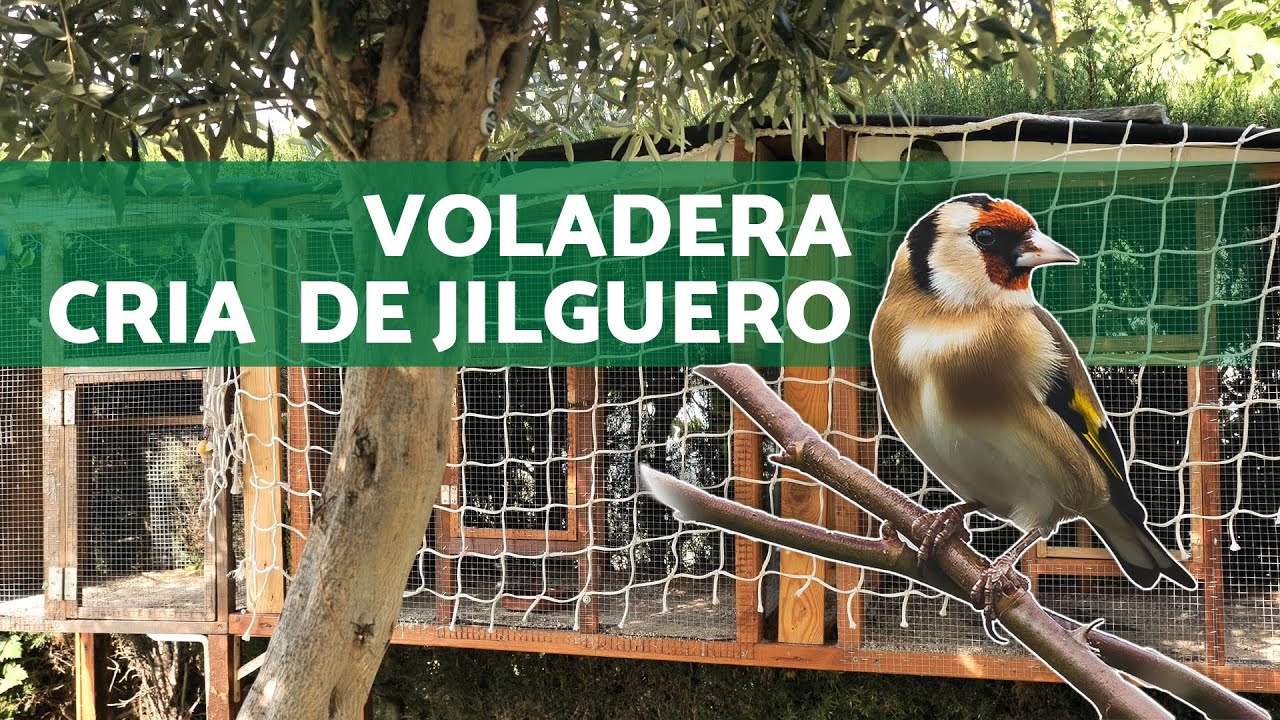🐦 El MEJOR AVIARIO de EXTERIOR 🌎 VOLADERA PARA CRIA de jilgueros, canarios... ft Vida Silvestre