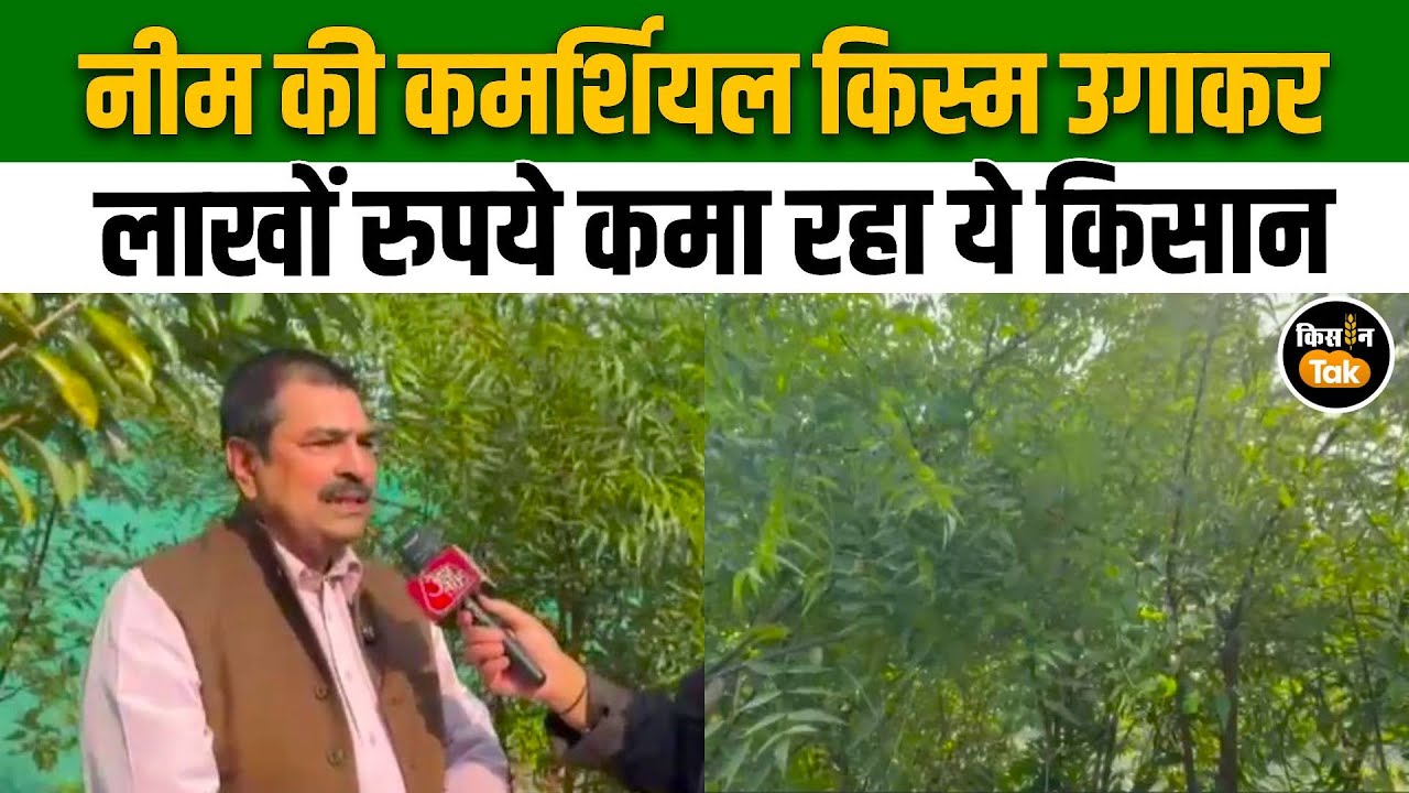Success Story: परंपरागत खेती छोड़ नीम की कमर्शियल किस्‍म उगाकर हर महीने लाखों रुपये कमा रहा किसान