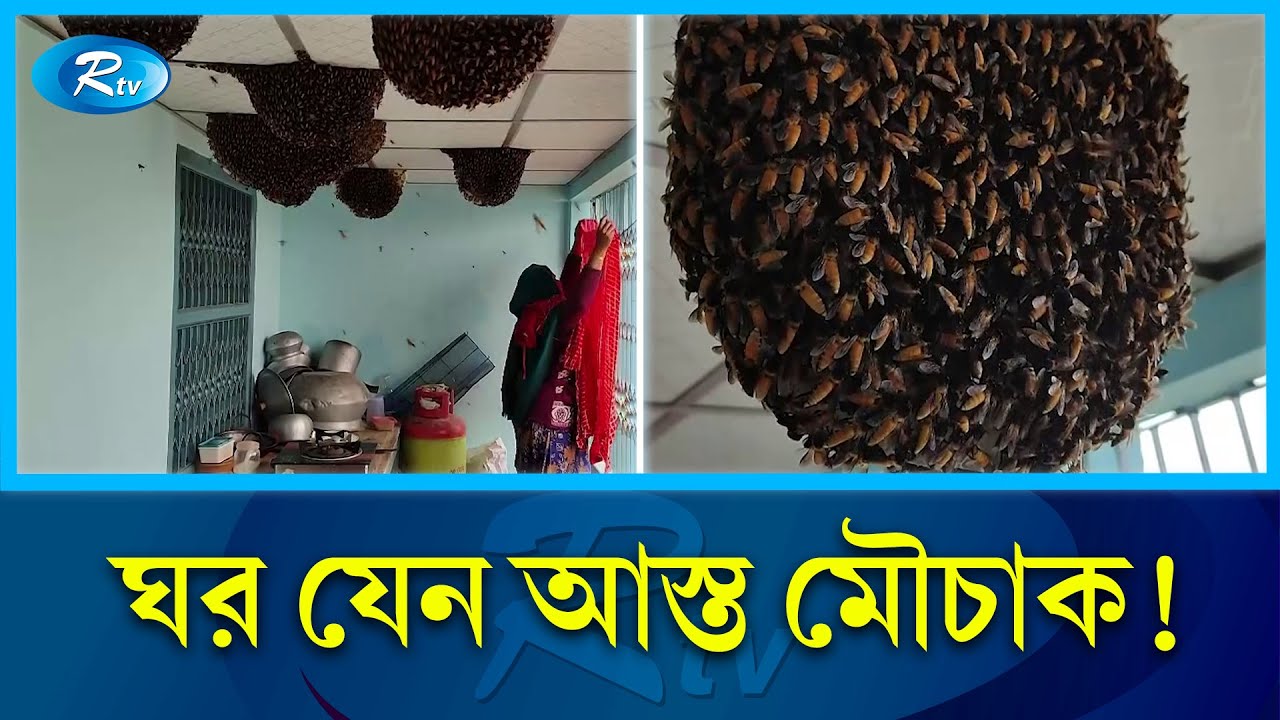 একই ঘরে মানুষ আর মৌমাছির বসবাস  | Bees | People | Rtv News