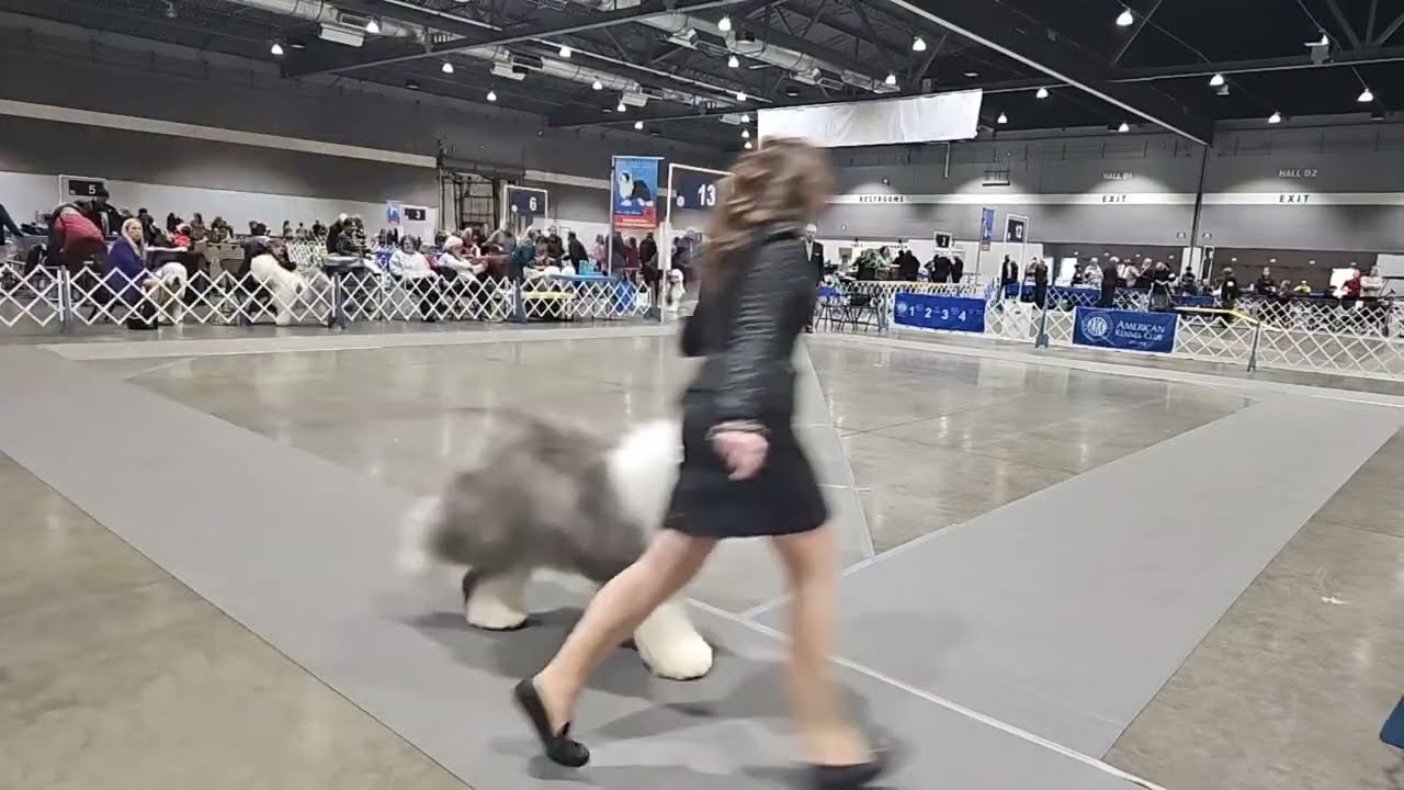 Old English Sheepdog Club of America Day 1 Rose City Dog Show OES 