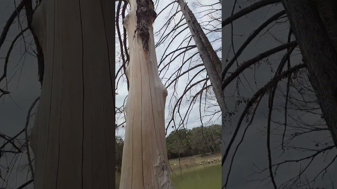 Nagie drzewo #teksas #2026 #drzewo #natura #na zewnątrz #ytshorts #fyp #koradrzewna #dziwne #park