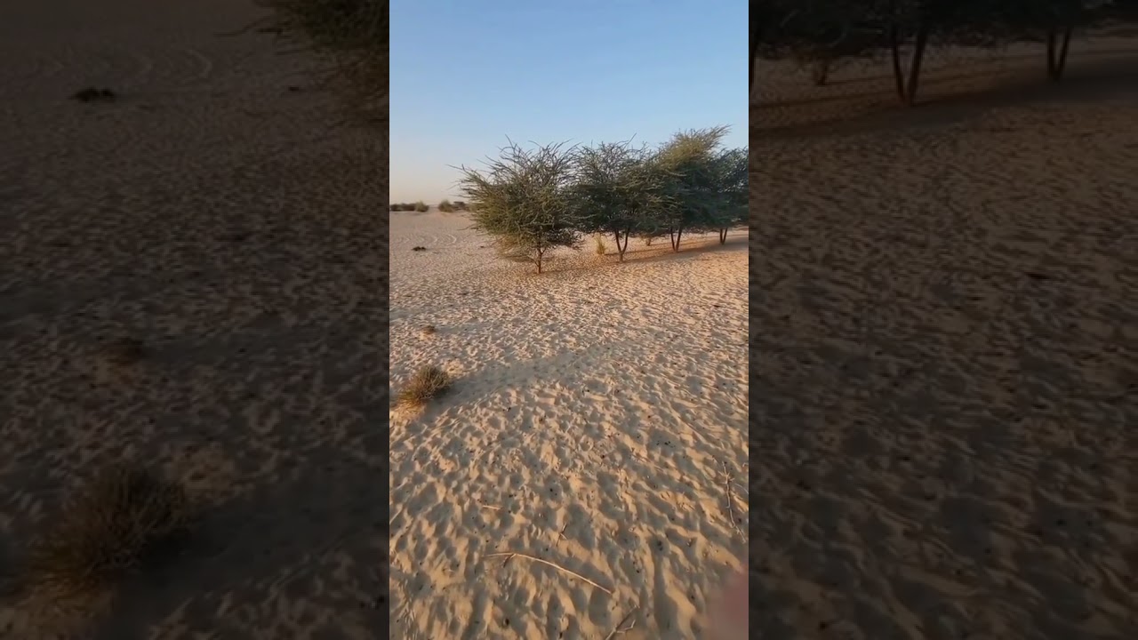 راشد العليلي زراعة الصحراء سهله وغير مكلفه ومضمونه كلام مجرب ومحب للبيئه ولاكن بالطرق الصحيحه