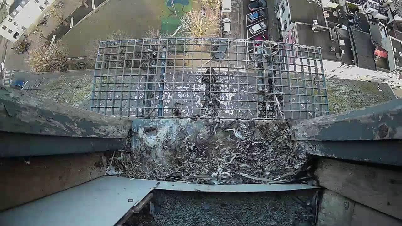 Slechtvalken op het Koxplein