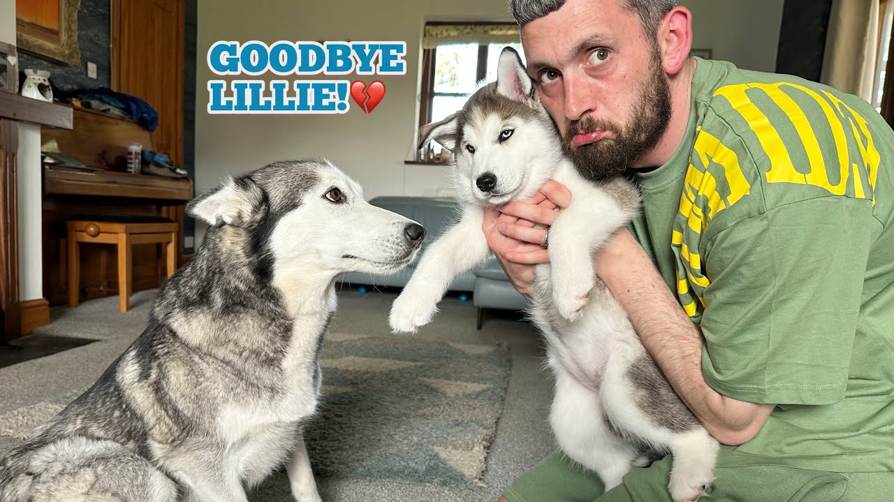Mum & Dad Husky Saying Goodbye To Lillie The Puppy!😭. This Was The Hardest Goodbye!! [MUMS MINI ME]