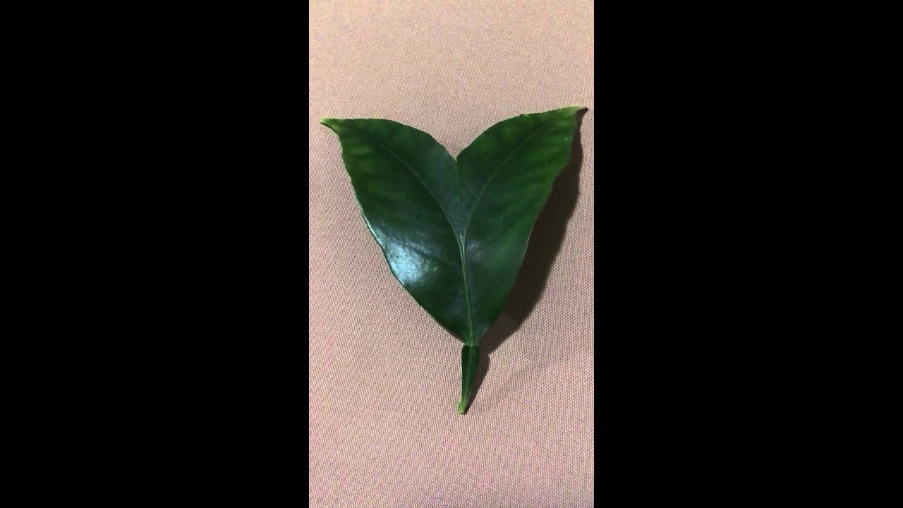 Weird shaped leaves