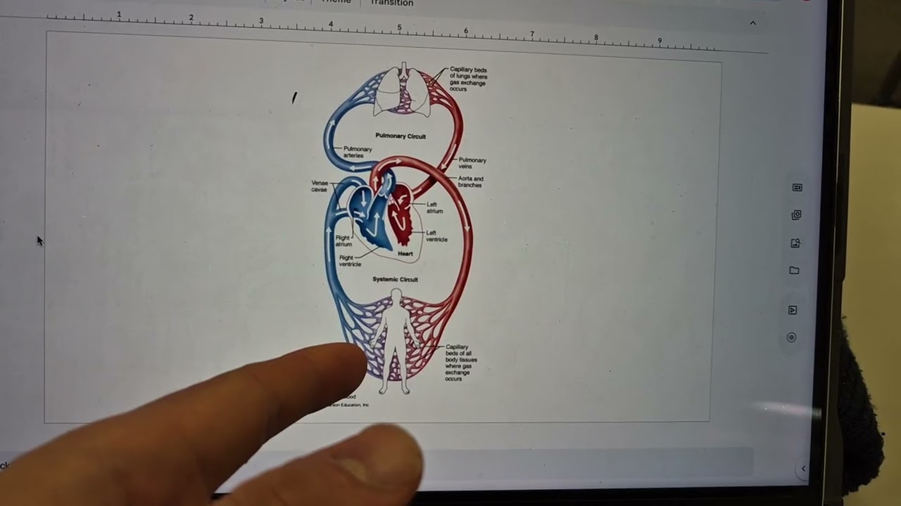 Anatomy of the Heart, Pulmonary, and Systemic Circuit