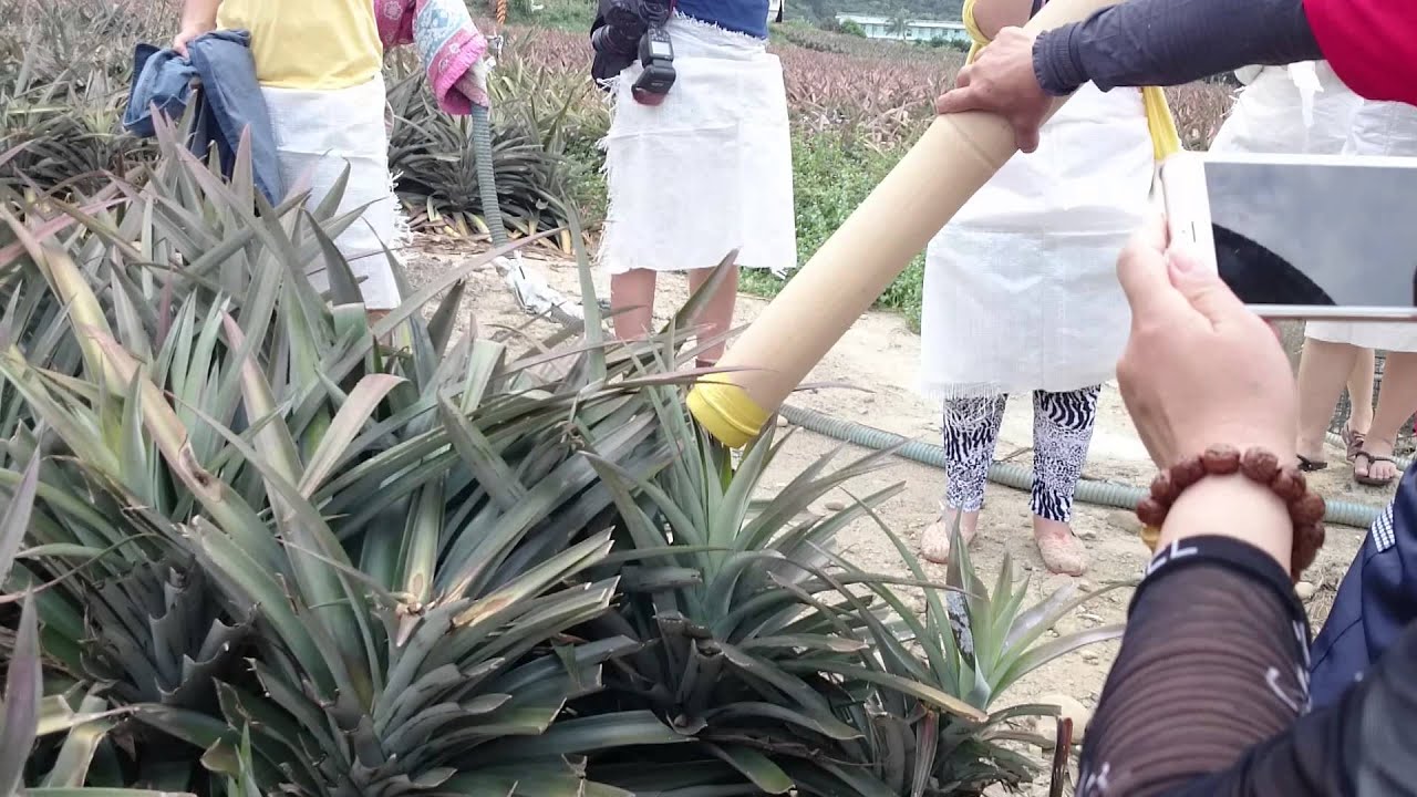 電土 蹦鳳梨