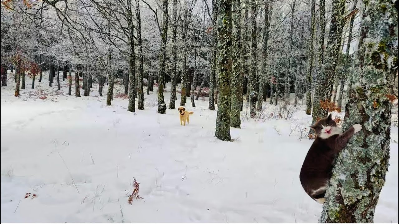 Karlı Dağlarda Tek Başına Kamp / Solo Winter Camping in Heavy Snow