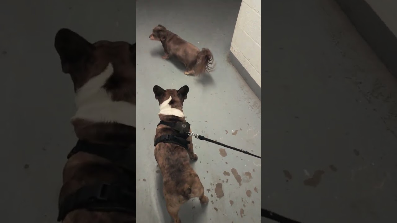 The day after Scooby's unexpected trip