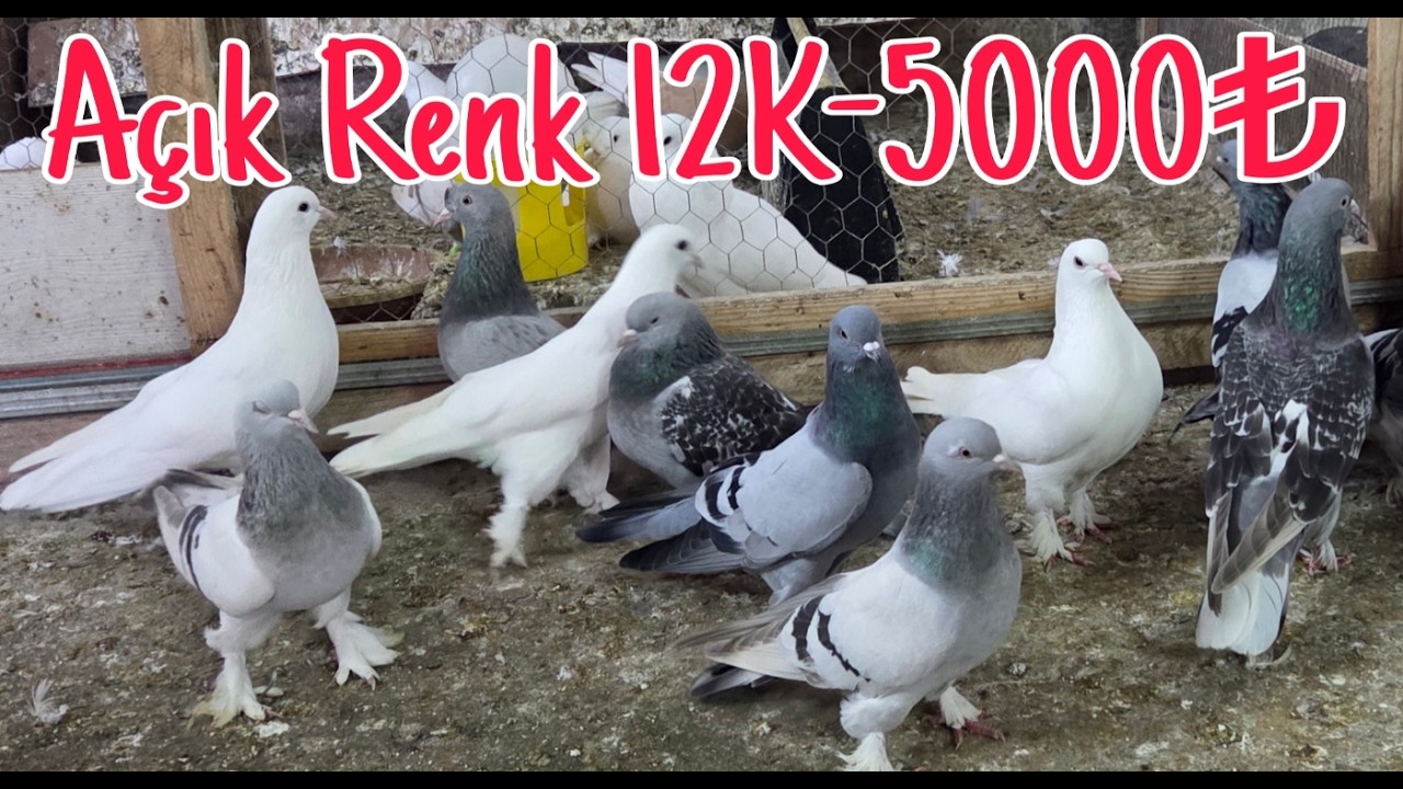 Açık Renk 12 Taklacı 5000pey. Watsap.545.550.0192