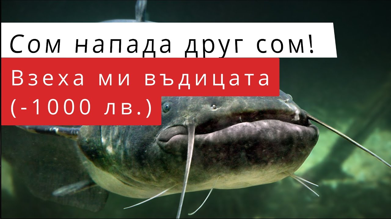 Малцина са свидетели на подобна гледка!