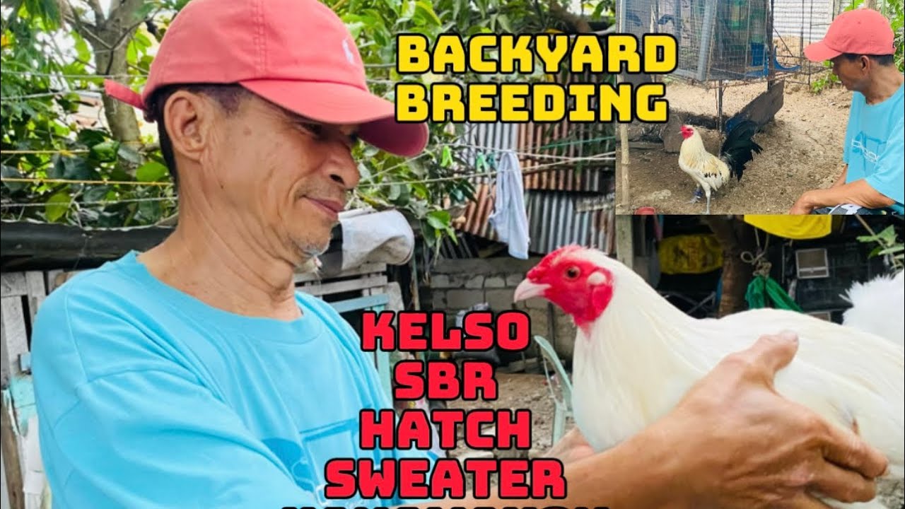 BACKYARD BREEDING(SWEATER,HATCH,SBR) #farmactivities