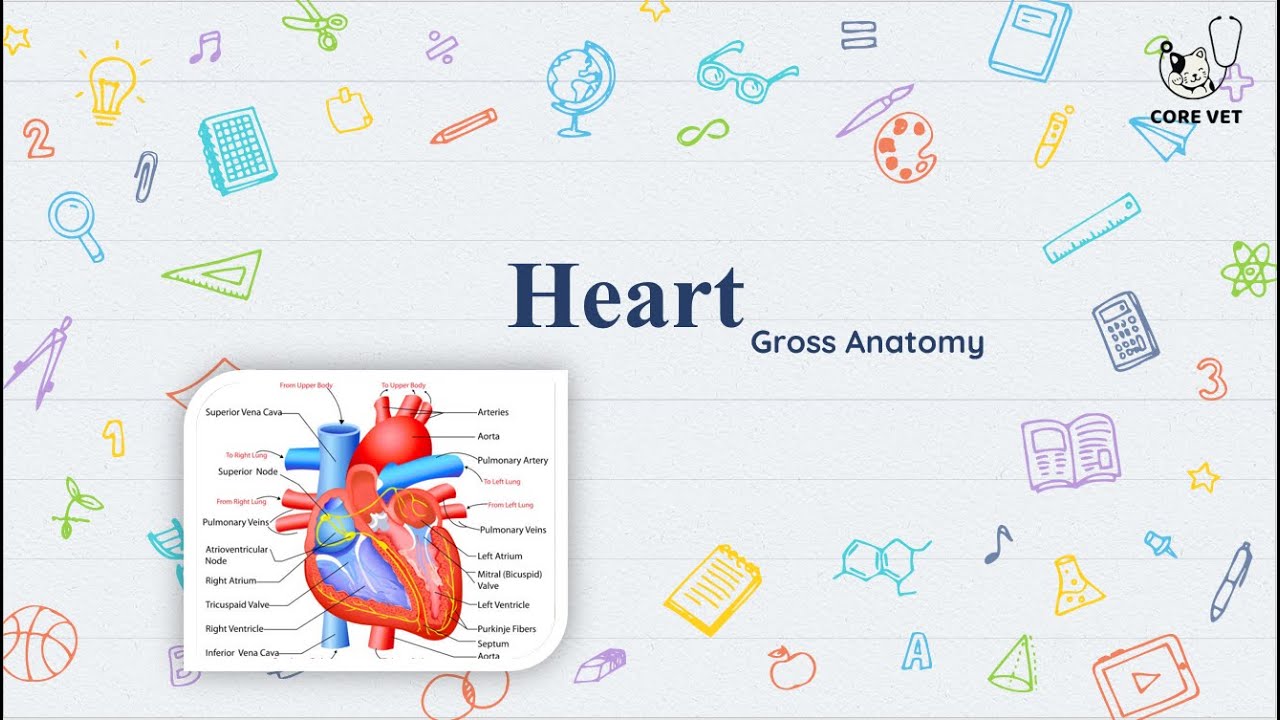 Anatomical Description of HEART| Angiology | Veterinary Anatomy
