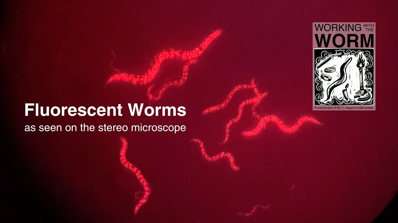 Fluorescent Worms: What do glowing C. elegans look like under the microscope?