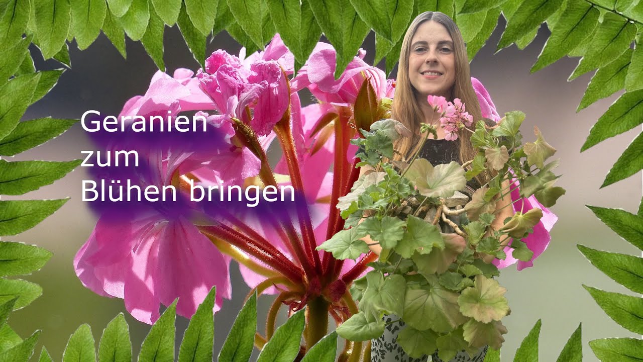 Geranien zum Blühen bringen