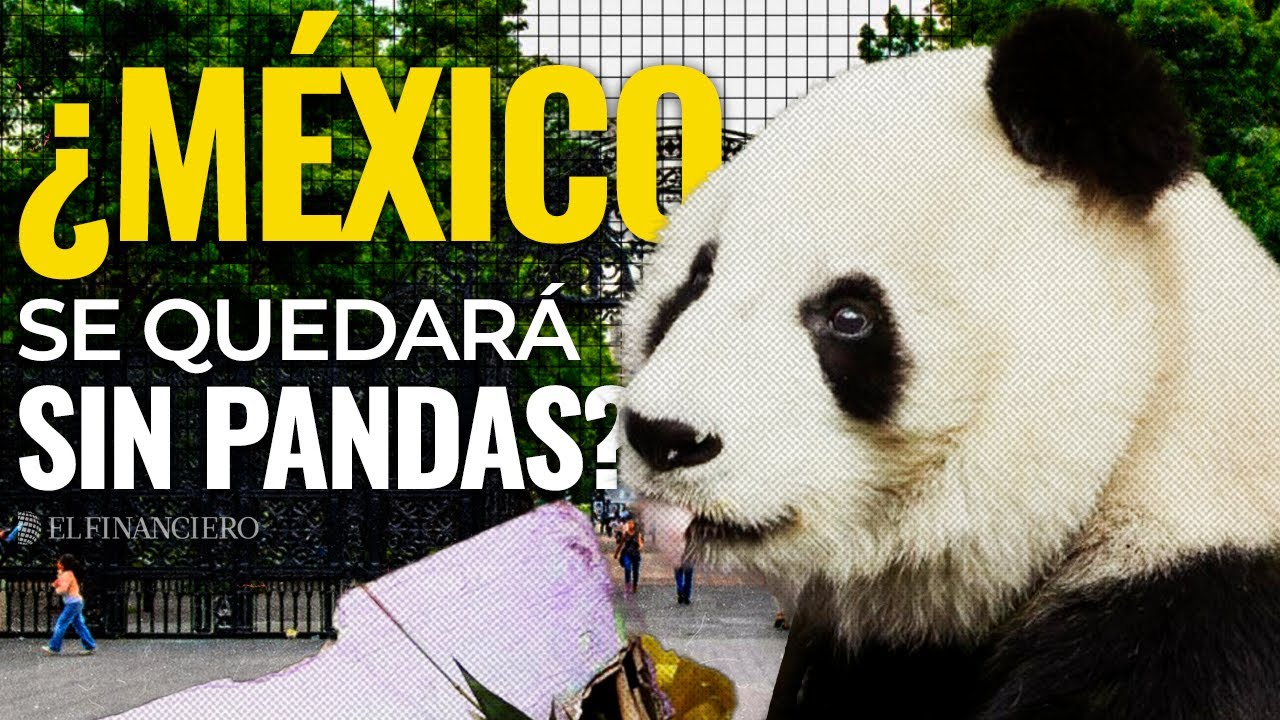 La ÚLTIMA oportunidad para el panda en México