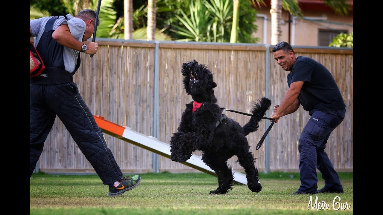 איך לאלף כלב לנשוך?   Black Russian terrier bites