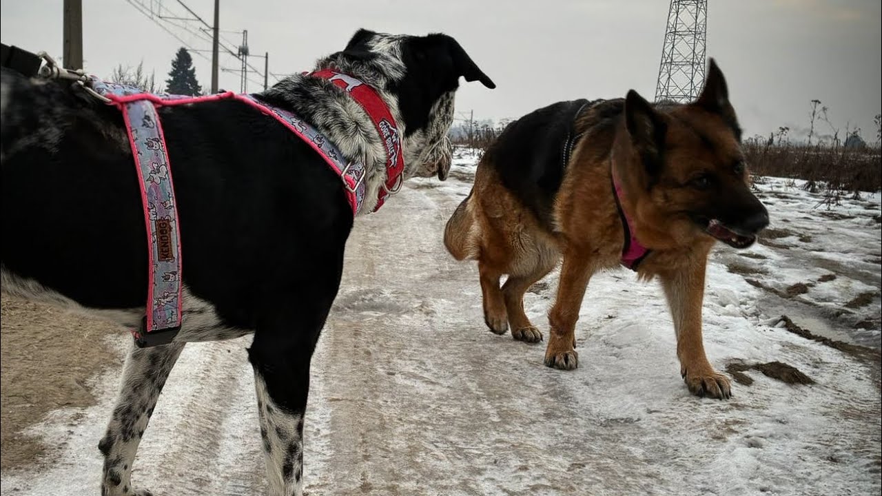 #65 GINAA 🐕 | spacer z psami | mroźny poranek 🥶 | owczarek niemiecki krótkowłosy 