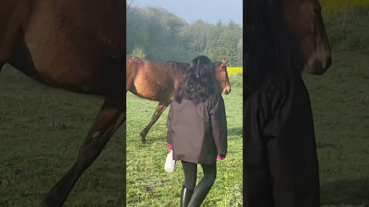 My horses 🐎 finding for tout Princess 👸🏻 Java and Jolie fuses #amazing #viral vid&eacute;o