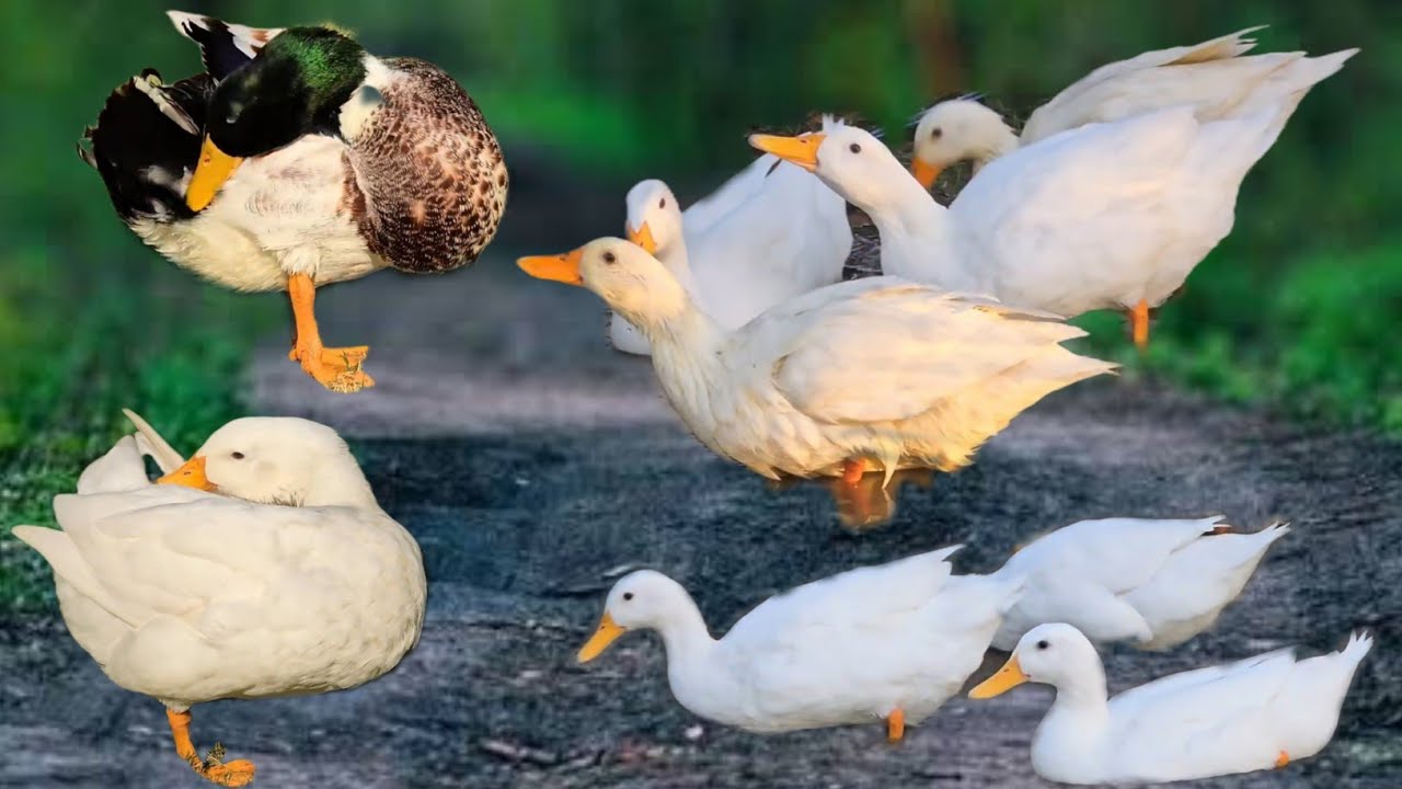 Garden walks and water splash / A peacefull day with ducks#petsvlog #minizoo #minizoovlog 