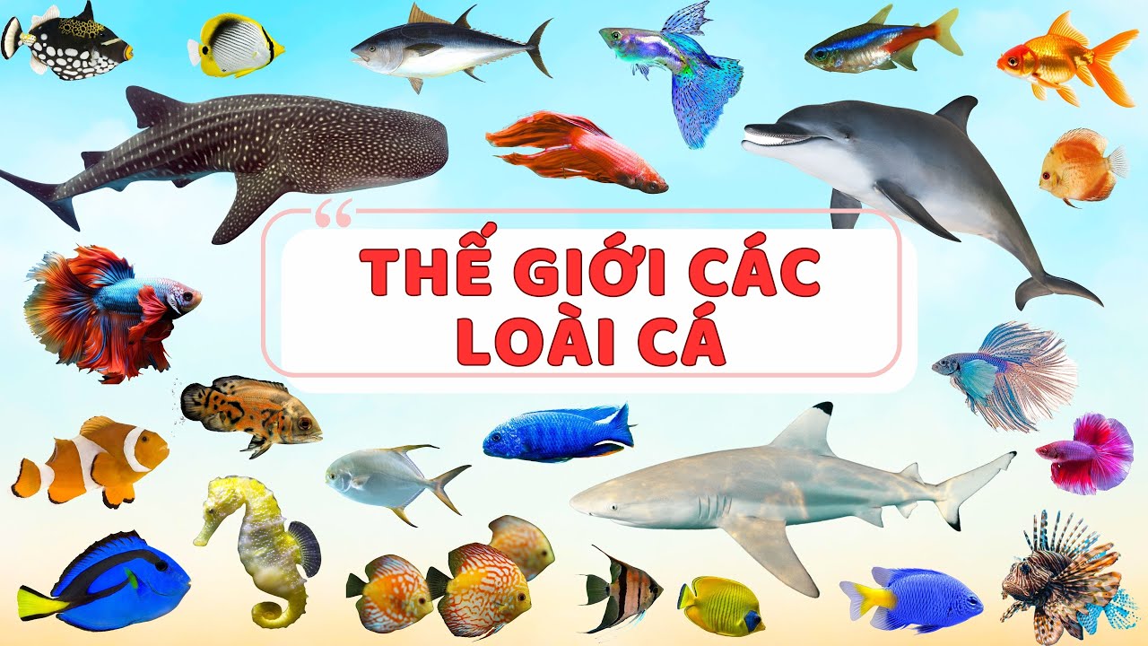 Thế Giới Các Loài Cá | The World of Fishes | Bé tìm hiểu các loài cá sống trong ao hồ và đại dương