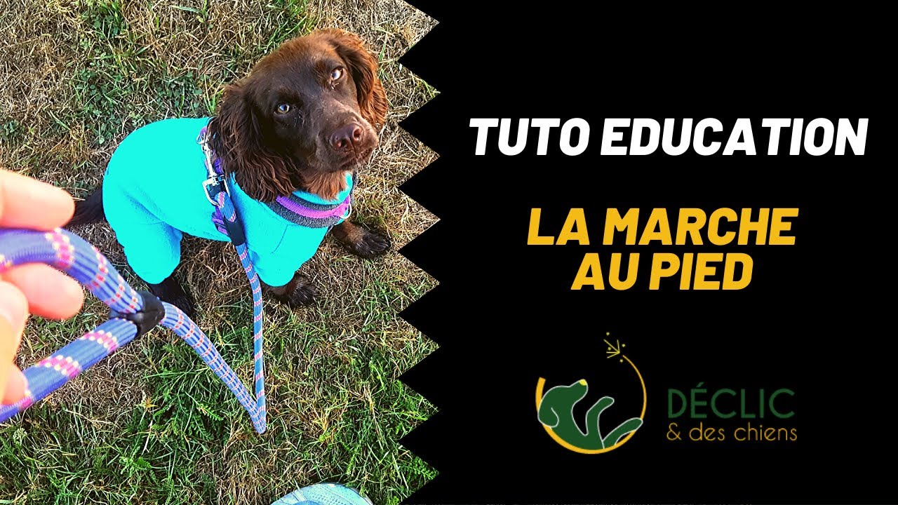 3 m&eacute;thodes pour apprendre la marche au pied &agrave; son chien !