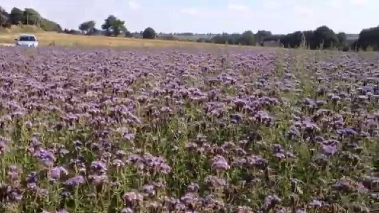 Phacelia flowers in corseul