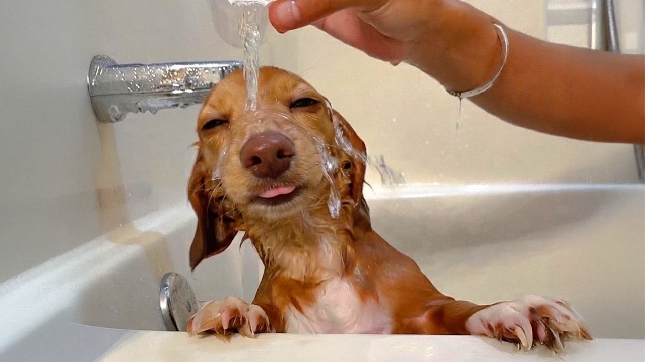 These Funny Dogs Never Expected Bath Time To Be THIS Amazing! 🤣