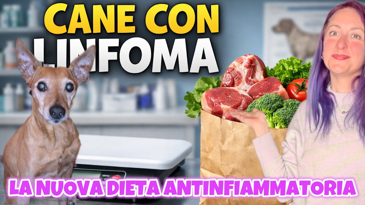 La dieta del nostro cane contro il linfoma
