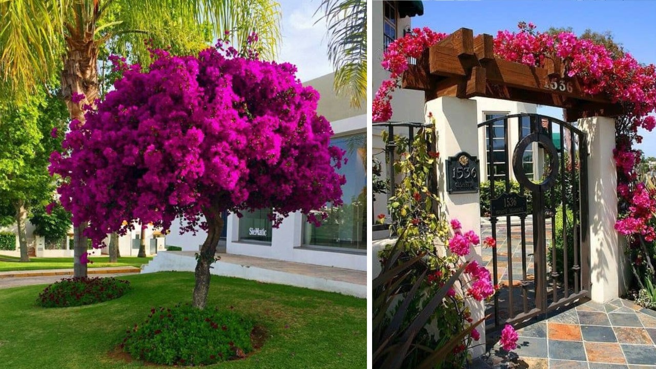 +237 iDEAS para DECORAR con BUGAMBILIAS y darle vida a tus espacios con una planta de mantener fácil
