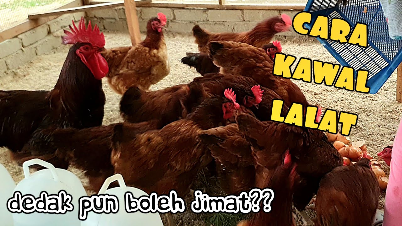 KURANGKAN LALAT DI DALAM REBAN AYAM. INI CARA MUDAH DAN JIMAT DEDAK